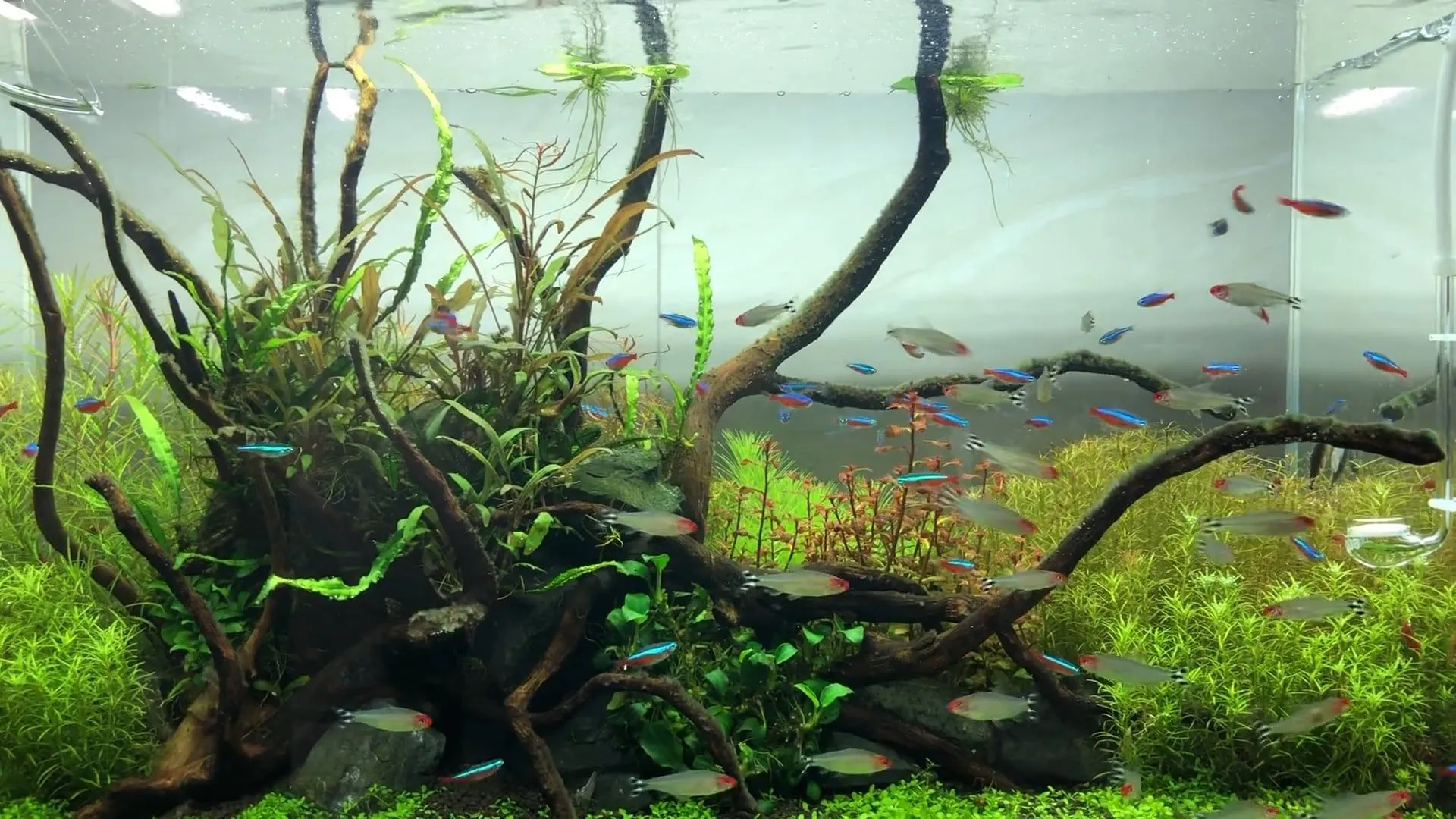 Planted nature aquarium with cardinal tetras and rummy-nose tetras swimming around driftwood
