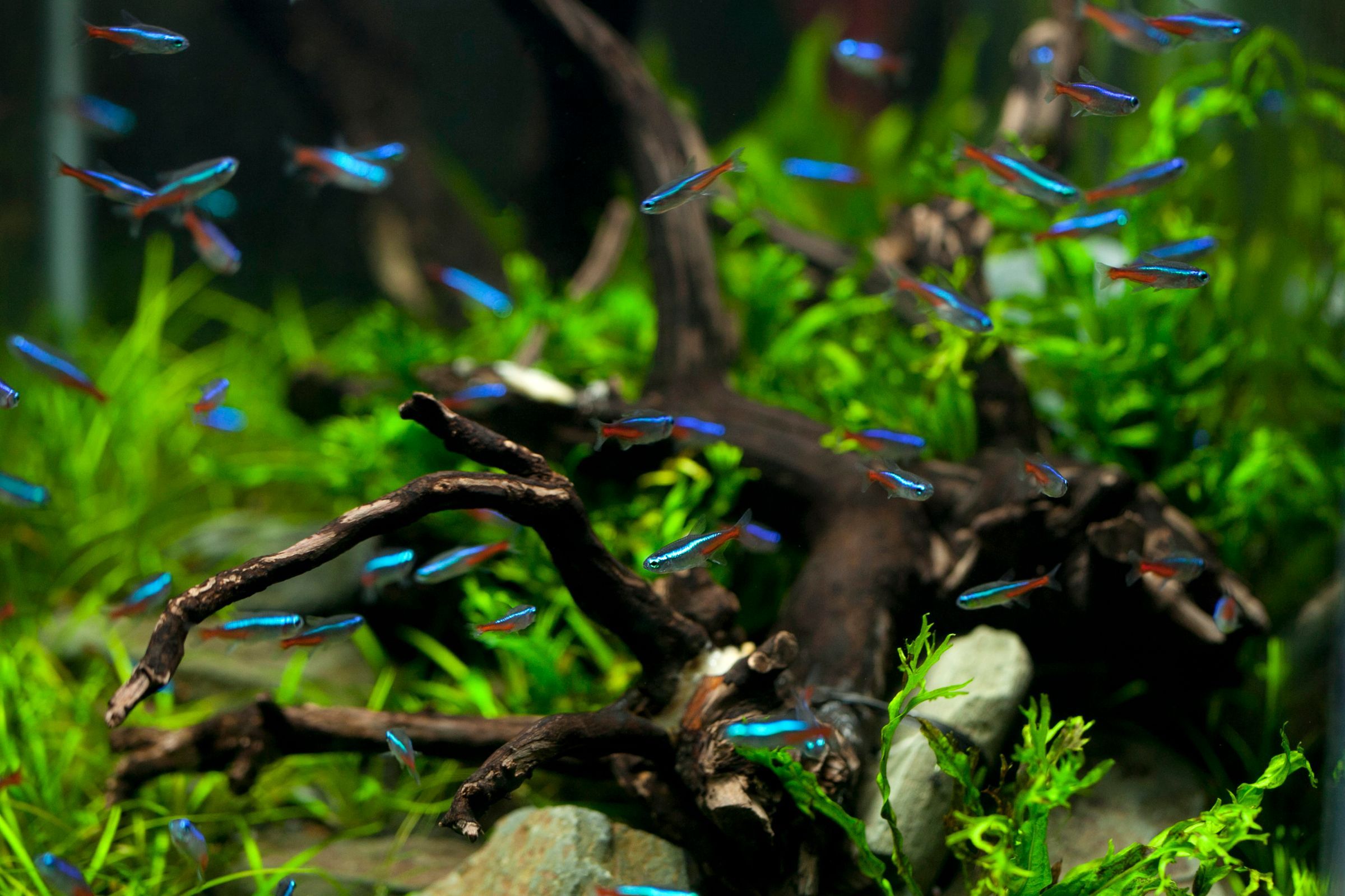 A school of neon tetras swimming over driftwood in a planted freshwater aquarium