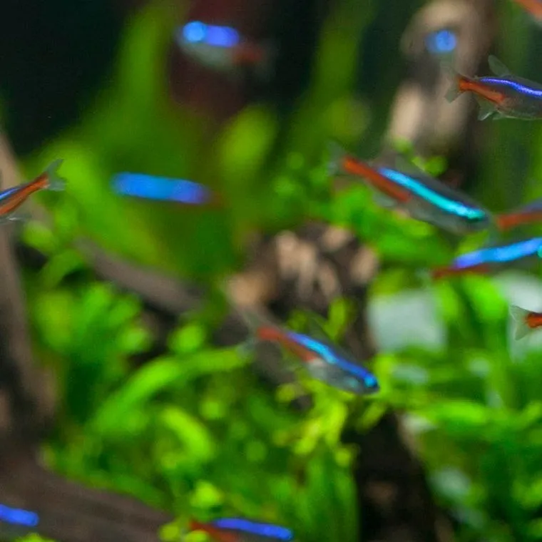 Close-up of neon tetras swimming in front of green aquarium plants