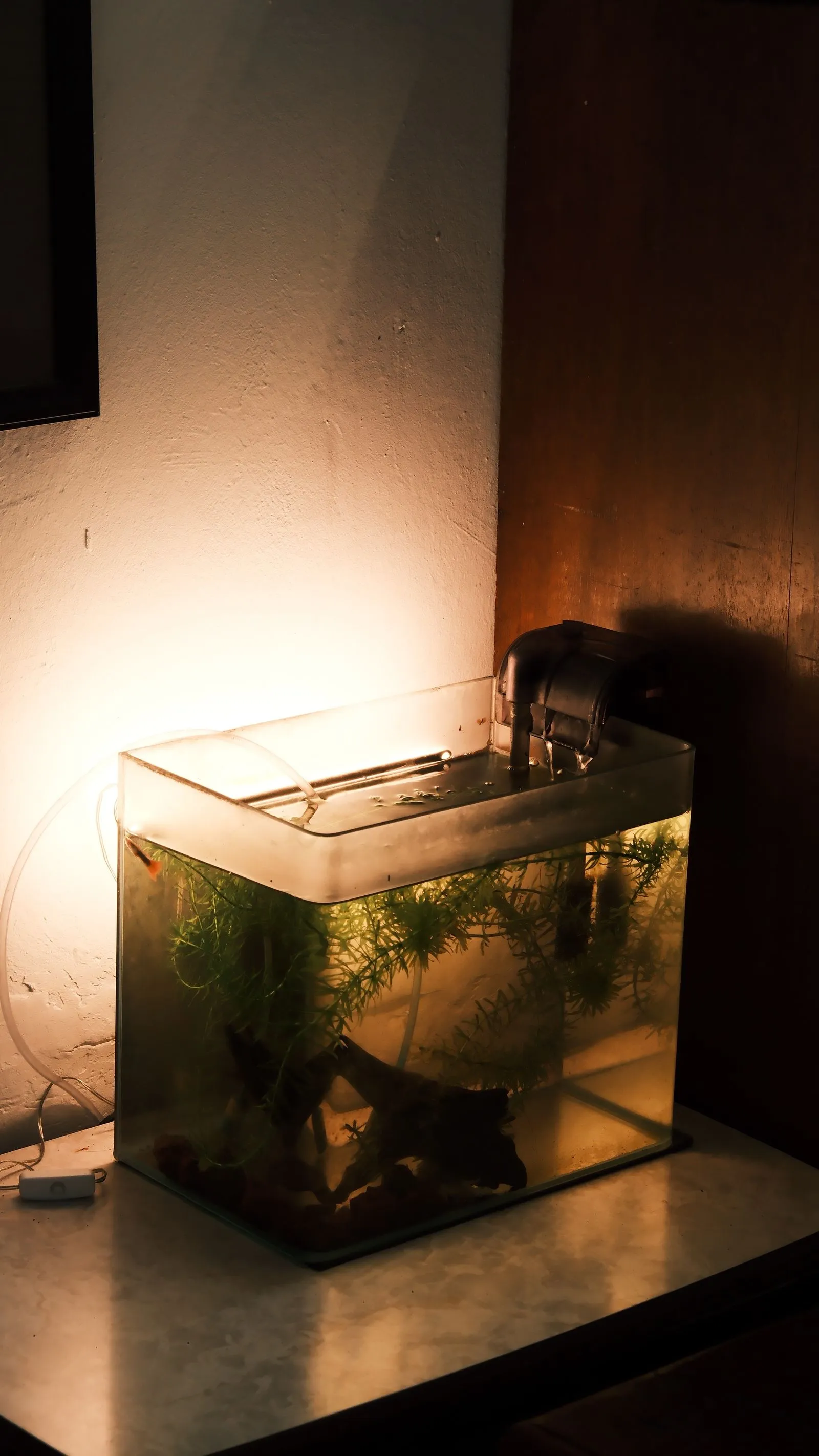 Small planted aquarium with a hang-on-back filter on a table, lit by a lamp